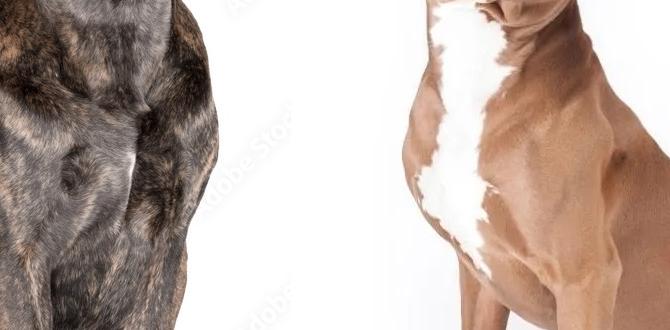 cane corso cost near me vs pitbull