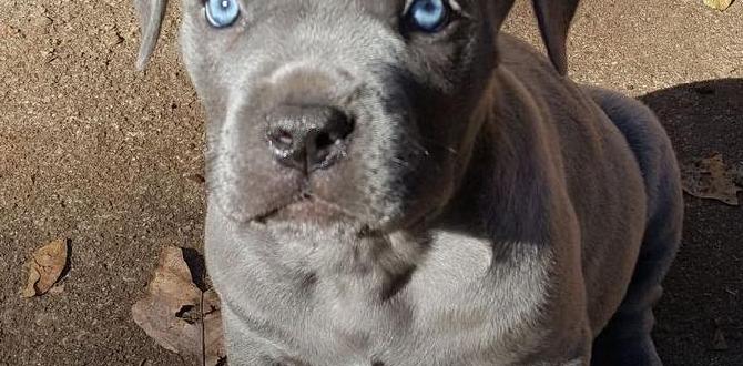 cane corso cost near me