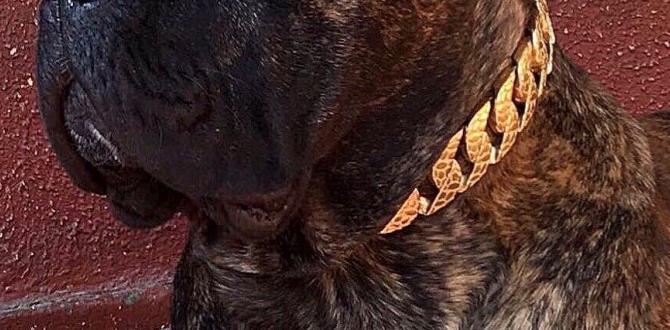 cane corso cost of ownership collar