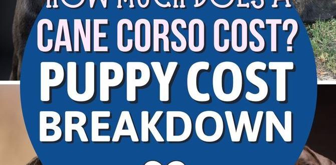 cane corso cost of ownership puppy training