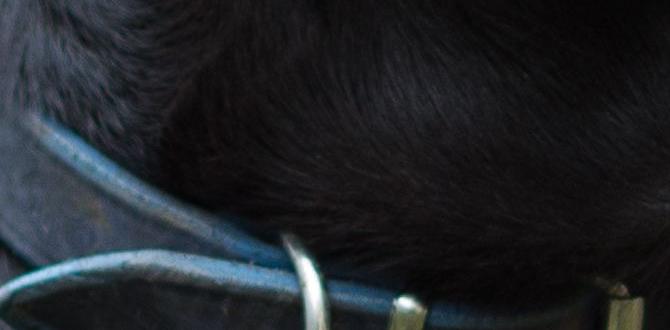 cane corso crate vet visits puppy training