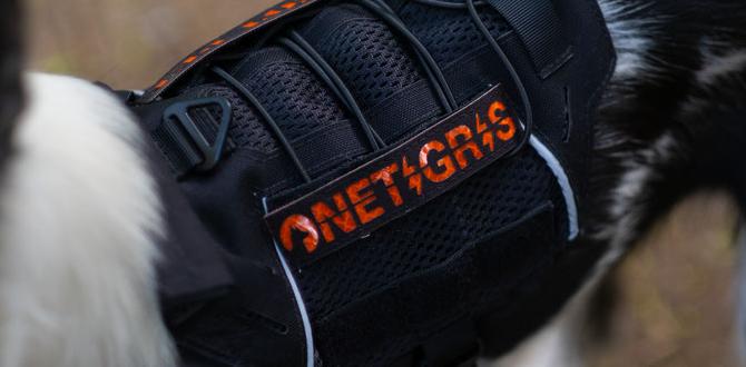 cheap dog harness for hiking