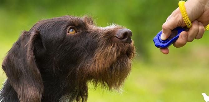 clicker training for dogs
