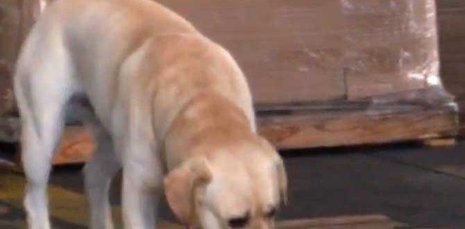 detection dog full time