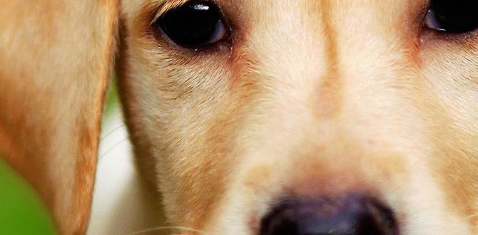 dog camping safety tips