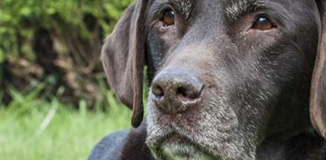 effective dog aging health strategies effective dog aging health strategies