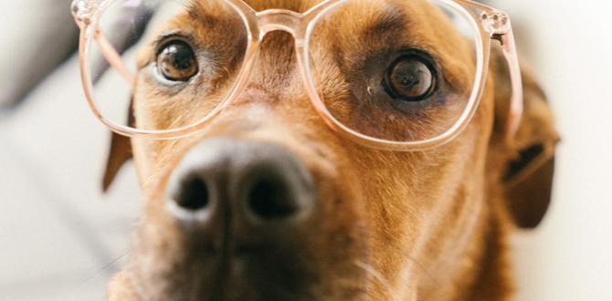essential dog eye care tips
