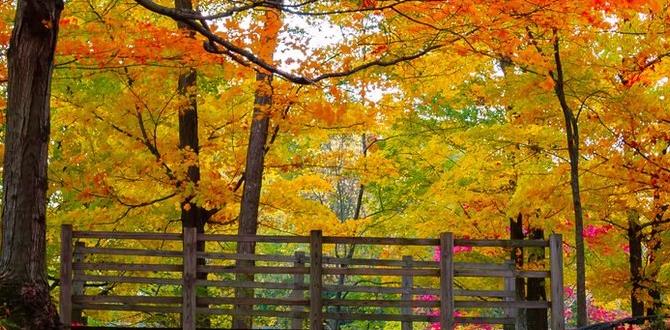 fall foliage pyrenees season