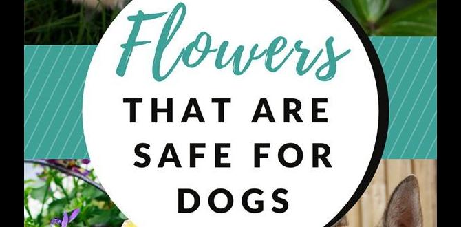 flowering shrubs safe for dogs