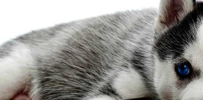 for allergies dog food delivery for small breeds for allergies dog food delivery for small breeds