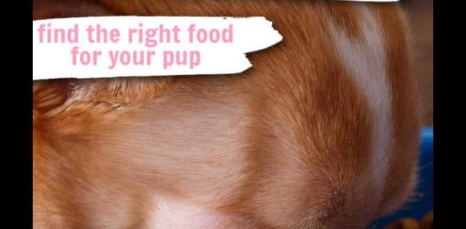 for digestion organic dog food for chihuahuas