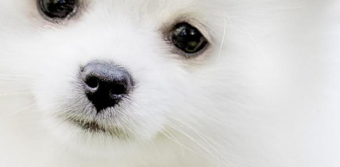 for puppies dog breed Reddit