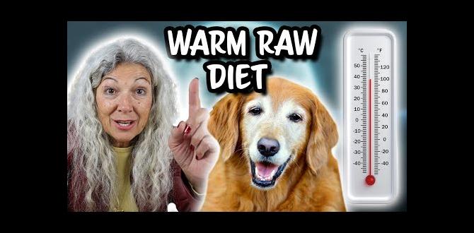 for seniors dog diet YouTube