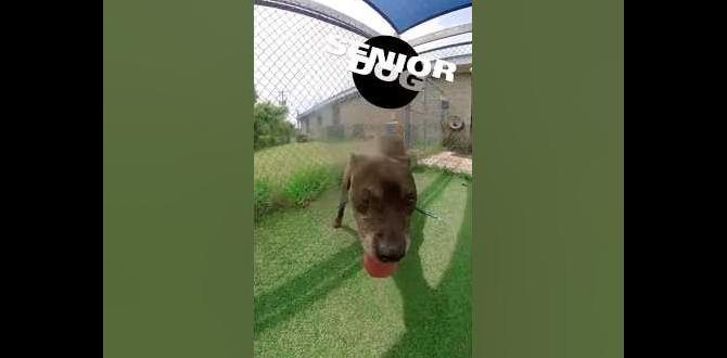 for seniors dog shelter schedule