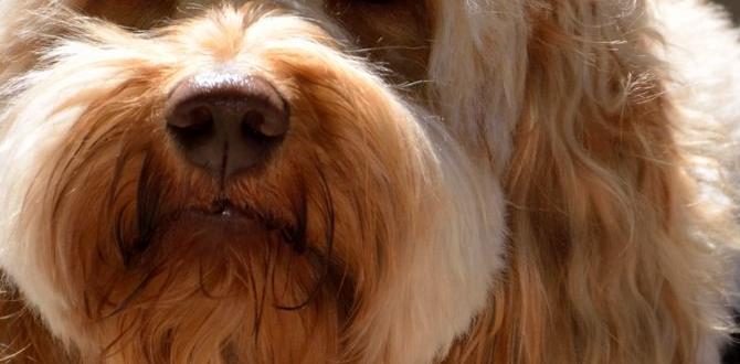 helper dog freelance