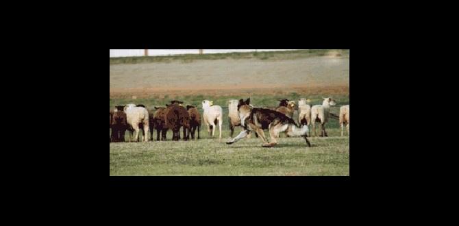 herding dog responsibilities