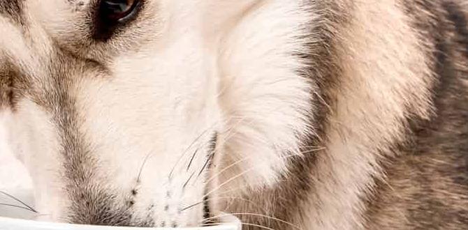 high calorie organic dog food for huskies