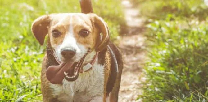 holistic dog joint pain methods holistic dog joint pain methods