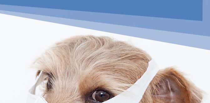 homemade dog walking for allergies