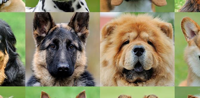 how dogs can how to calm dog during kayaking