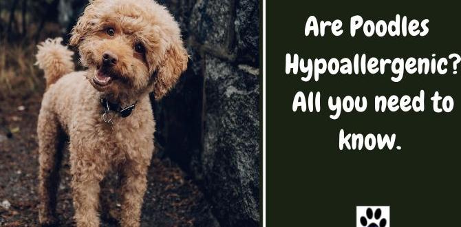 hypoallergenic best dog food for poodles