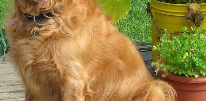 hypoallergenic dog diet plan for golden retriever checklist