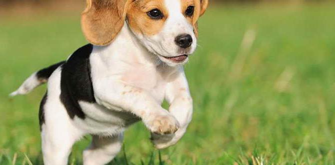hypoallergenic puppy food for beagle checklist