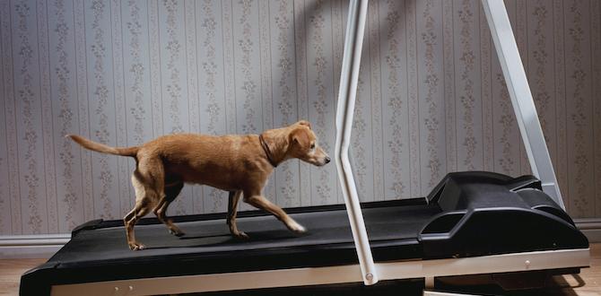 indoor dog health for beginners