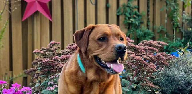 landscaping ideas with dogs