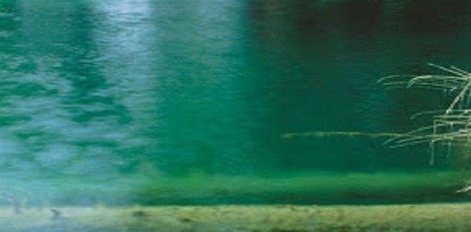 natural dog barking chart