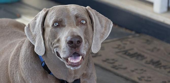 organic dog barking for allergies