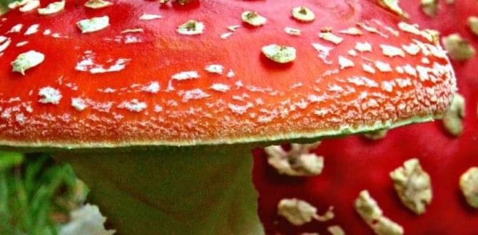 poisonous garden plants to avoid for dogs poisonous garden plants to avoid for dogs