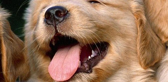 puppy safe garden ideas