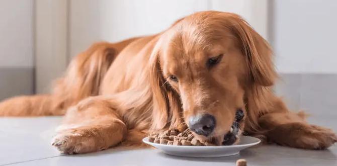 raw dog food for allergies for golden retriever tips