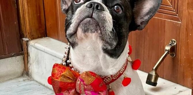 recommended dog accessories with pictures