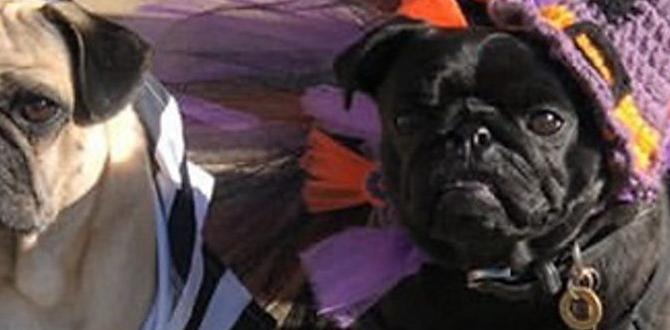 review dog clothes routine