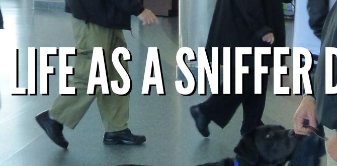 sniffer dog part time sniffer dog part time