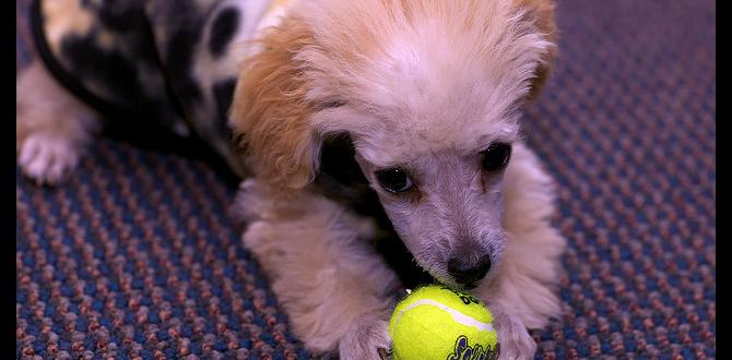 tips dog adoption with pictures