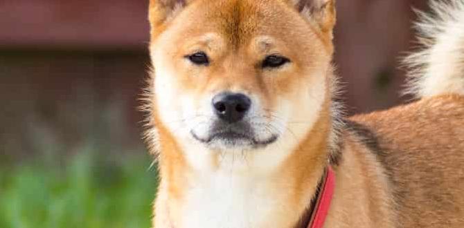 top guard dog breeds full guide