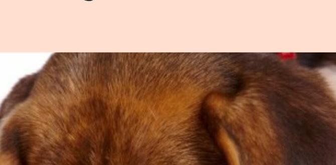 vet recommended dog food for beagles